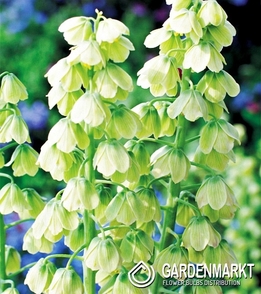 Fritillaria Persica White 1 pcs
