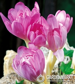 Colchicum Giant 1 pcs