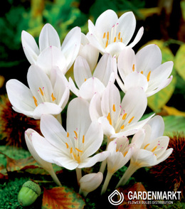 Colchicum Atumnale Album 1 pcs