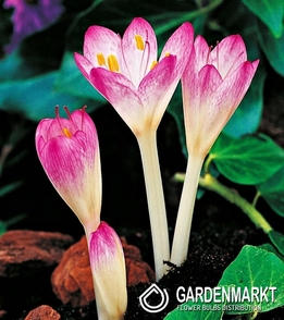 Colchicum Cilicium 1 pcs