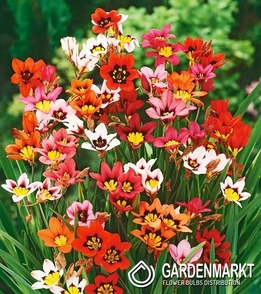 Sparaxis Mixed 20 pcs