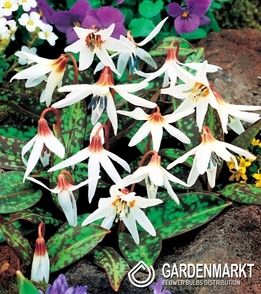 Erythronium Dog's Tooth Snow Flake 1 pcs