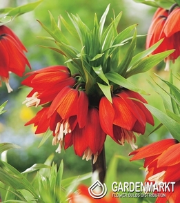 Fritillaria Crown Imperial Rubra Maxima 1 pcs