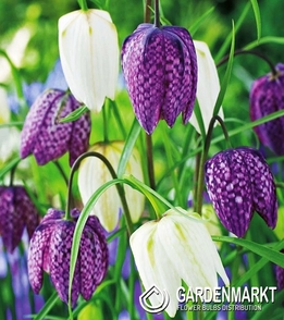 Fritillaria Meleagris 10 pcs