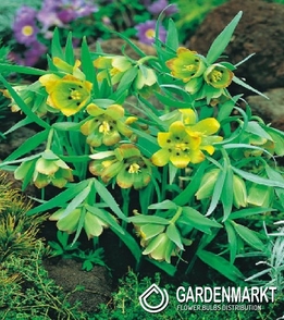 Fritillaria Pontica 5 pcs