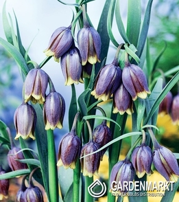 Fritillaria Uva Vulpis 5 pcs