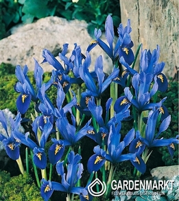 Iris Reticulata Harmony 10 pcs