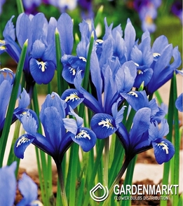 Iris Reticulata 10 pcs