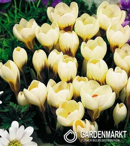 Spring Crocus Cream Beauty 10 pcs