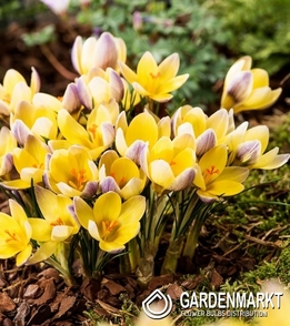 Spring Crocus Advance 10 pcs