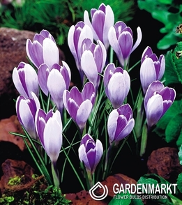 Spring Crocus Vanguard 10 pcs