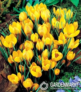 Spring Crocus Dorothy 10 pcs