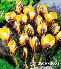 Spring Crocus Saturnus 10 pcs