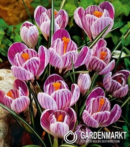 Spring Crocus Pickwick 10 pcs