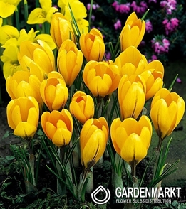 Spring Crocus Golden Yellow 10 pcs