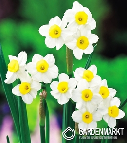 Narcissus Botanic Minnow 5 pcs