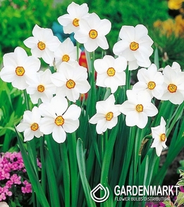 Narcissus Botanic Actaea 5 pcs