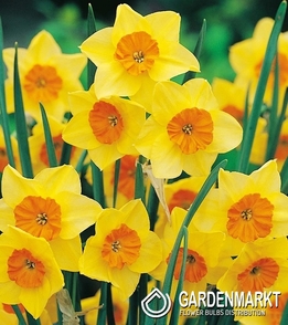 Narcissus Botanic Suzy 5 pcs