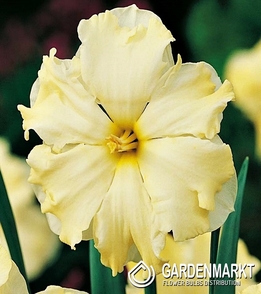 Narcissus Split Corona Cassata 5 pcs