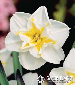 Narcissus Split Corona Lemon Beauty 5 pcs