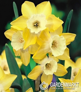 Narcissus Fragrant Pipit 5 pcs