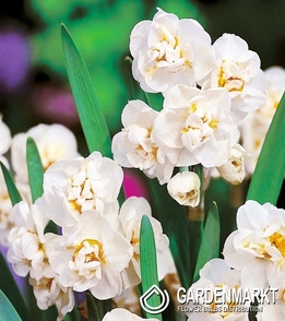 Narcissus Fragrant Bridal Crown 5 pcs