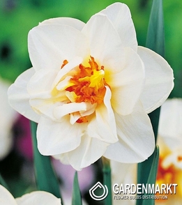 Narcissus Double Flower Drift 5 pcs