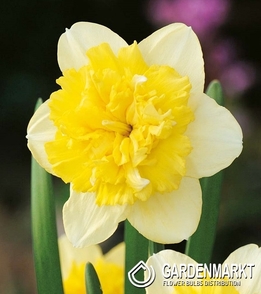 Narcissus Double Full House 5 pcs