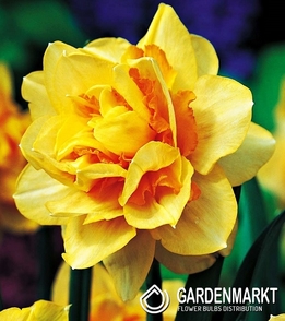 Narcissus Double Texas 5 pcs