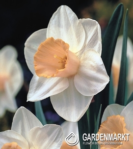Narcissi Trumpet Salome 12/14 5 pcs