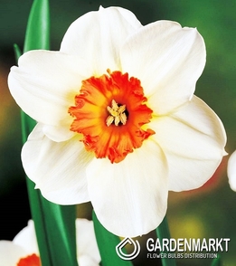 Narcissus Large Cup Barret Browing 5 pcs