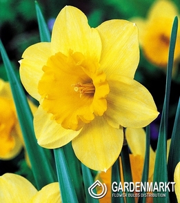 Narcissus Large Cup Carlton 5 pcs