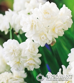 Narcissus Multiflowering Erli Cheer 5 pcs