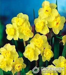 Narcissus Multiflowering Yellow Cheerfulness 5 pcs