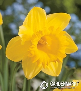 Narcissus For Collector Gigantic Star 5 pcs