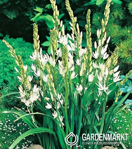 Camassia White 1 pcs