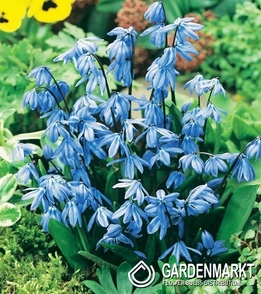 Scilla Sibirica 5 pcs