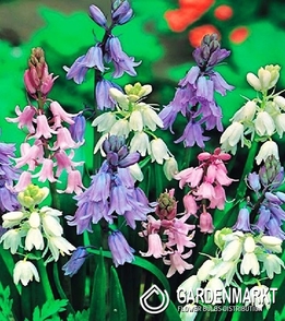 Scilla Mix 5 pcs