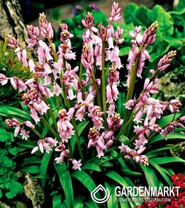 Scilla Pink 5 pcs
