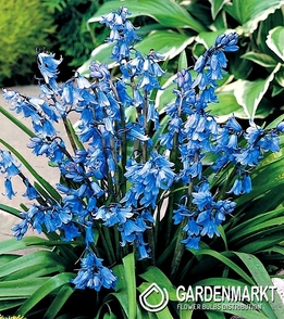 Scilla Blue 5 pcs