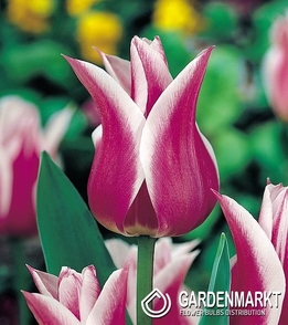 Tulip Lilyflowering Ballade 5 pcs