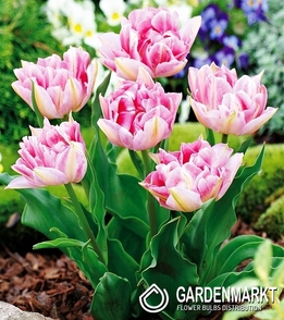 Tulip Double Peach Blossom 5 pcs