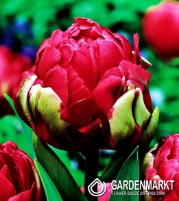 Tulip Double Renown Unique 5 pcs