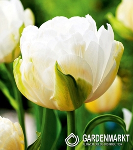 Tulip Double Maureen Double 5 pcs
