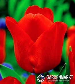 Tulip Single Late Ile De France 5 pcs
