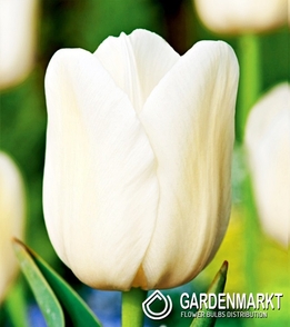 Tulip Single Late City of Vancouver 5 pcs