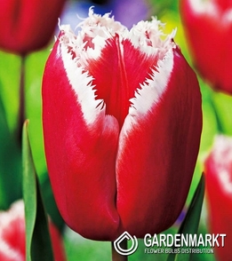 Tulip Fringed Canasta 5 pcs