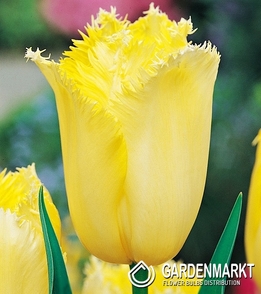 Tulip Fringed Maja 5 pcs