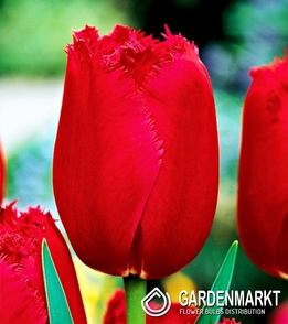 Tulip Fringed Burgundy Lace 5 pcs