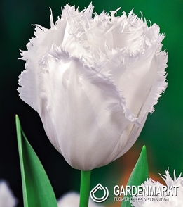 Tulip Fringed Honey Moon 5 pcs